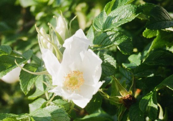 jak wyglada róża rosa rugosa