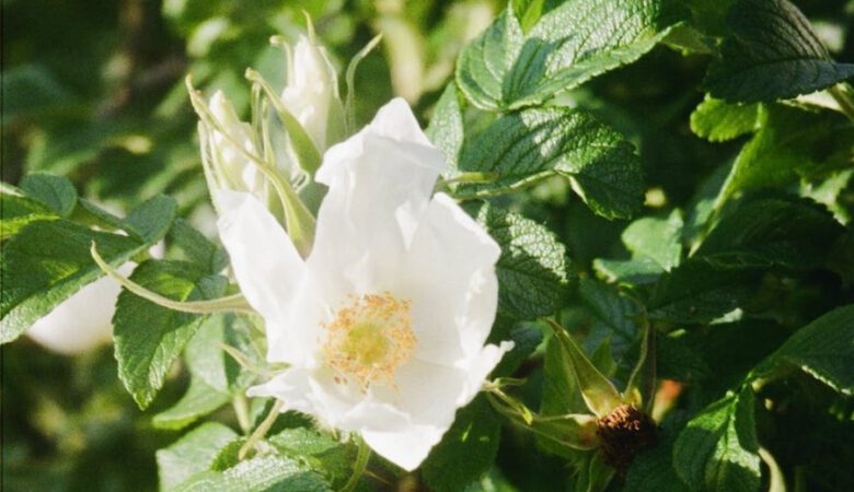 jak wyglada róża rosa rugosa