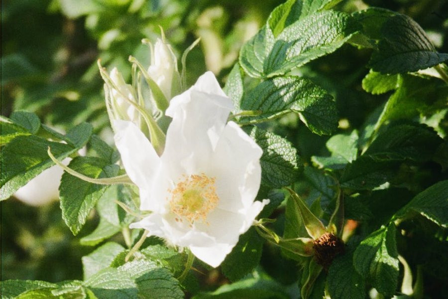 jak wyglada róża rosa rugosa